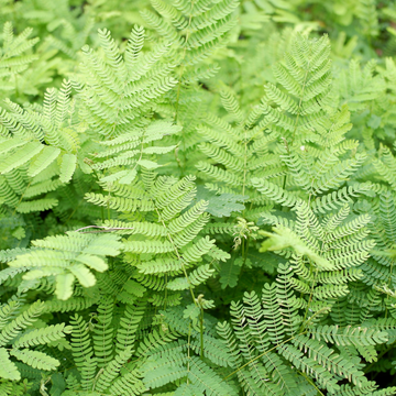 Aspidie à cils raides 'Plumosum Densum'- Polystichum setiferum 'Plumosum Densum'