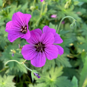 Géranium vivace 'Pink Penny' - Geranium 'Pink Penny'