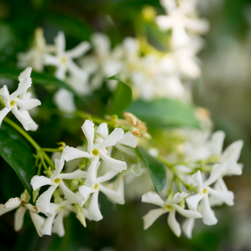Jasmin étoilé - Trachelospermum jasminoïdes