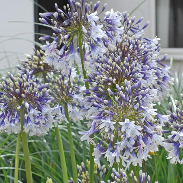 Agapanthe 'Fireworks' -  Agapanthus 'Fireworks'
