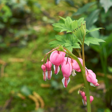 Cœur de Marie à Feuillage Jaune -  Dicentra spectabilis 'Yellow Leaf'