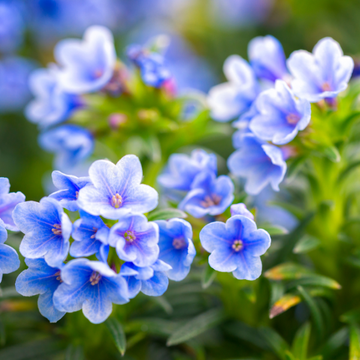 Lithodora (Glandora) Diffusa Grace Ward