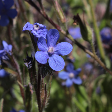 Buglosse d'Italie 'Dropmore' - Anchusa azurea 'Dropmore'