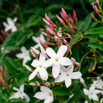 Jasmin blanc, officinal - Jasminum officinale