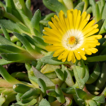 Pourpier Vivace Jaune - Delosperma Nubigenum Wow Golden Wonder