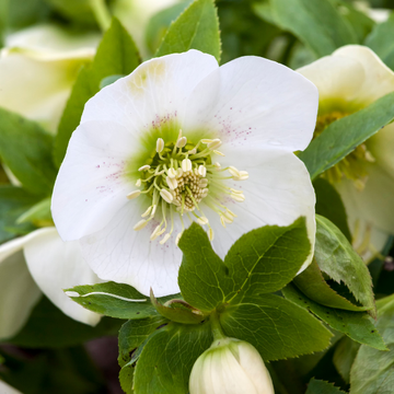 hellébore Frostkiss 'Moondance' - Helleborus Frostkiss 'Moondance'