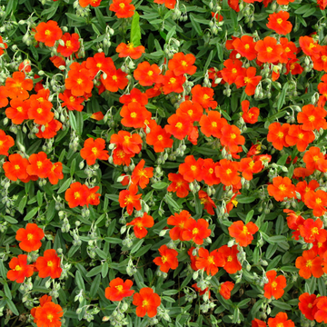 Hélianthème 'Hartswood Ruby' - Helianthemum 'Hartswood Ruby'