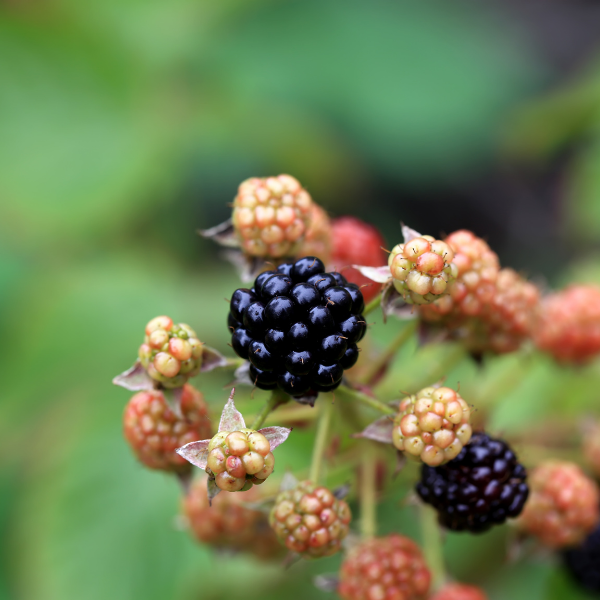 Mûre sans épines 'Chester Thornless' - Rubus fruticosus Thornfree 'Chester Thornless'