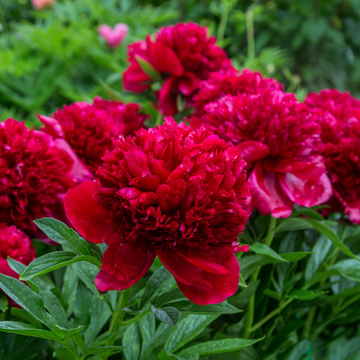 Pivoine Vivace - Paeonia lactiflora