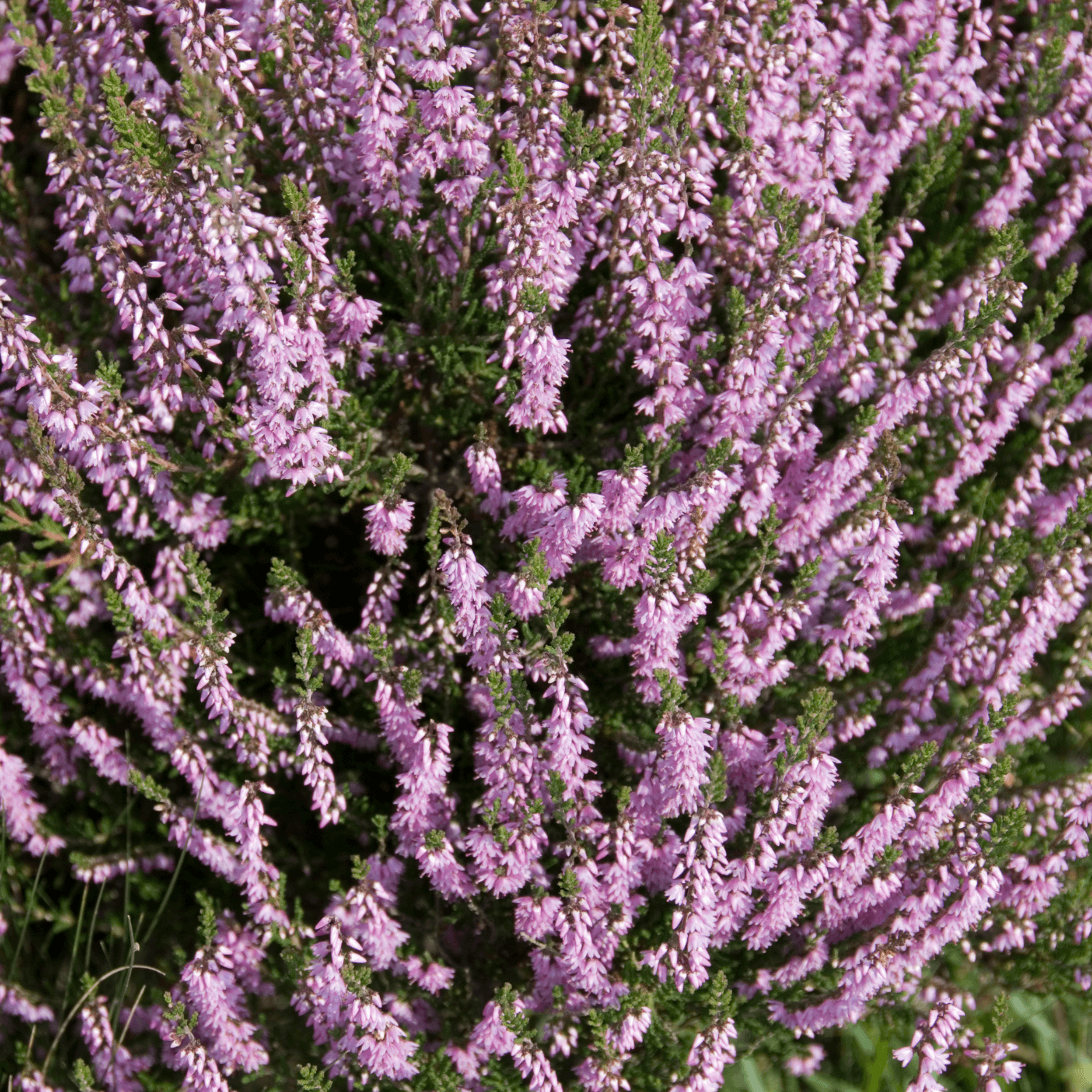 Bruyère des neiges 'Darley Dale' - Erica darleyensis 'Darley Dale' - FLEURANDIE