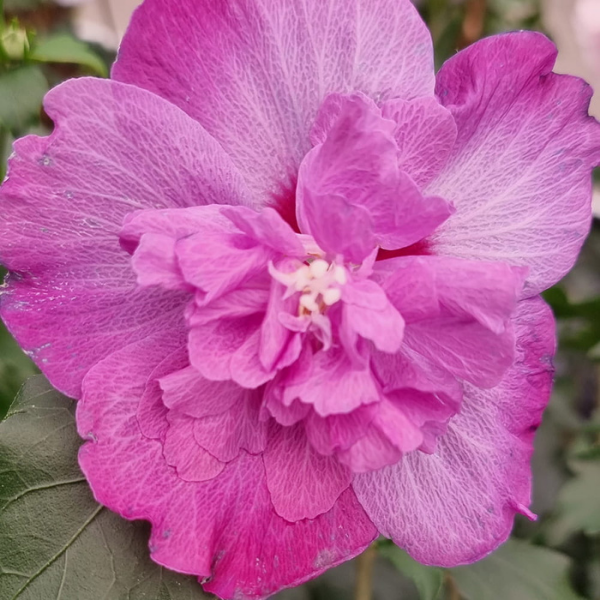 Hibiscus Syriacus Magenta Chiffon (RWOODS5 PBR)