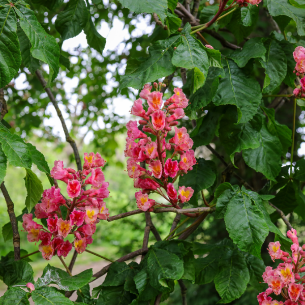 Marronnier à Fleurs Rouge - Aesculus Carnea
