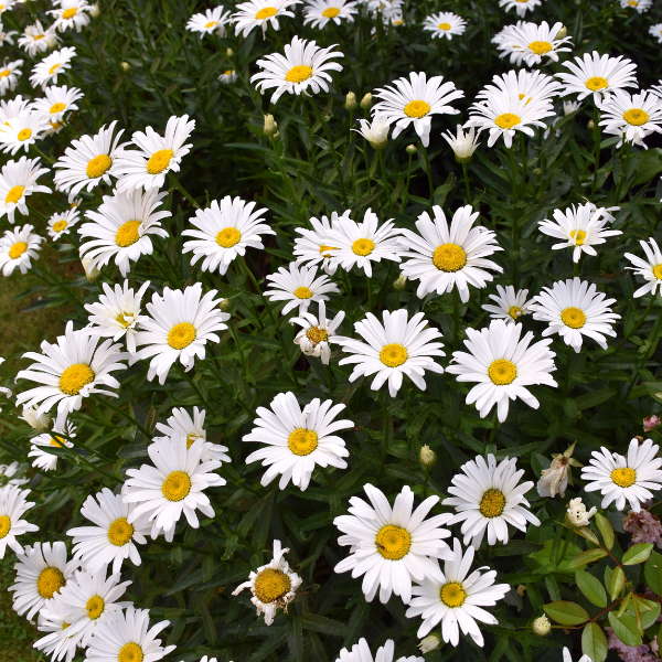 Grande Marguerite Naine - Leucanthemum x Maximum Snow Lady