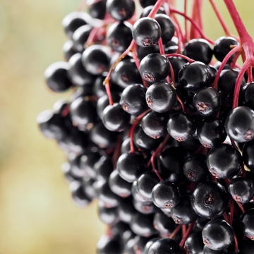 Sambucus nigra 'Haschberg'