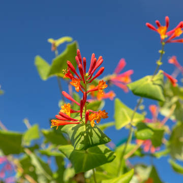 Chèvrefeuille grimpant 'Dropmore Scarlet' - Lonicera brownii 'Dropmore Scarlet'