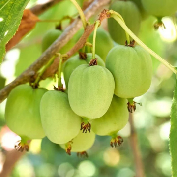 Kiwi Kiwai 'Kokuwa' auto-fertile - Actinidia arguta 'Kokuwa'