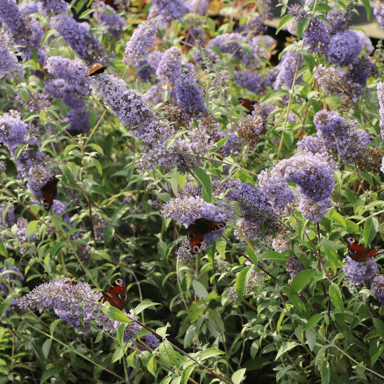 Arbre à papillon 'Reve de papillon bleu' - Buddleja davidii 'Dreaming Blue' - FLEURANDIE