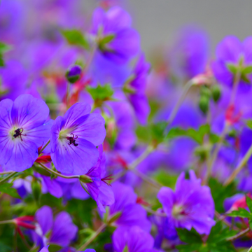 Géranium vivace 'Rozanne' - Geranium 'Rozanne'