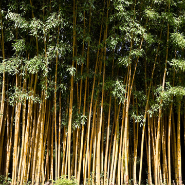 Bambusa Phyllostachys Aureocalis