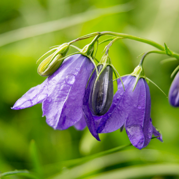 Campanule a large fleur bleu violet -  X pulloides 'Jelly Bells'