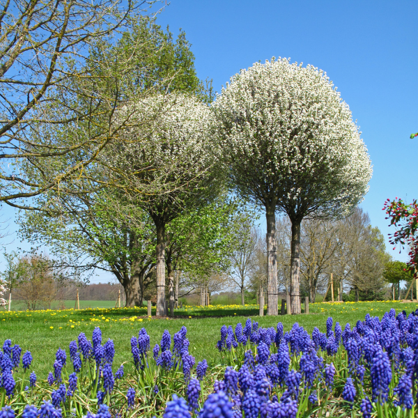 Cerisier du Japon Boule - Prunus Fruticosa Globosa