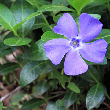 Vinca minor blue - Petite pervenche bleue à petites feuilles