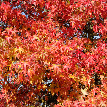 Copalme d'Amérique 'Gumball' - Liquidambar styraciflua 'Gumball'