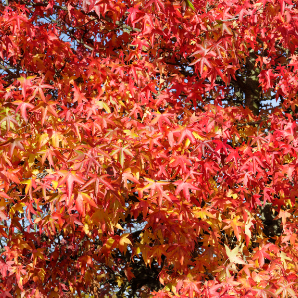 Copalme d'Amérique 'Gumball' - Liquidambar styraciflua 'Gumball'