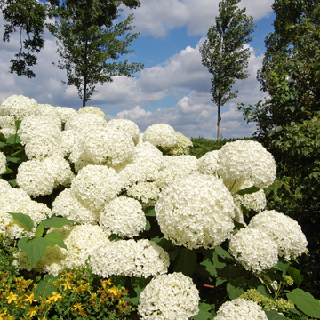 Hortensia de Virginie 'Strong Annabelle' - Hydrangea arborescens 'Strong Annabelle'