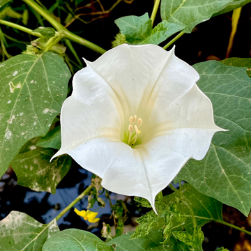 Brugmansia (Datura)
