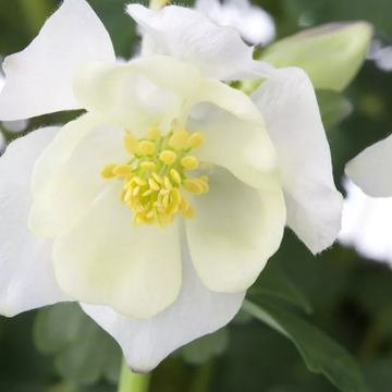 Ancolie Blanche - 'Spring Magic White'