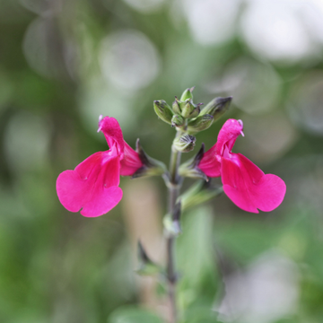 Sauge Microphylla - Salvia Microphylla Cera potosi