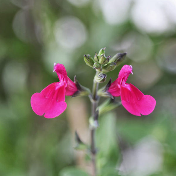 Sauge Microphylla - Salvia Microphylla Cera potosi