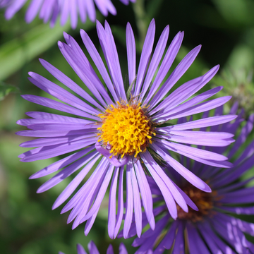 Aster