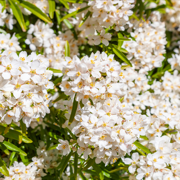 Oranger du Mexique 'Aztec Pearl'