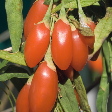 Lyciet commun, Baies de goji 'Princess Tao' - Lycium barbarum 'Princess Tao'