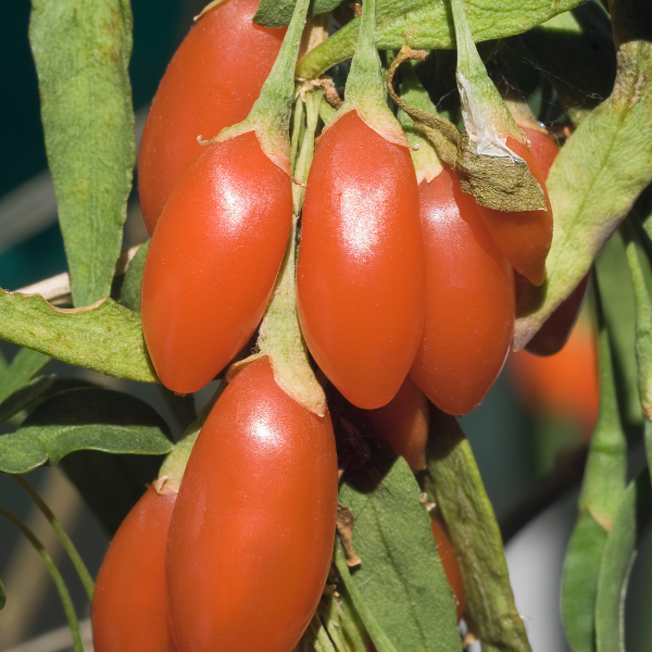 Lyciet commun, Baies de goji 'Princess Tao' - Lycium barbarum 'Princess Tao'