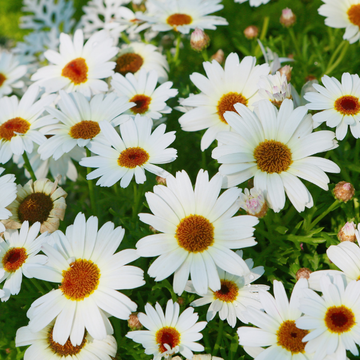 Leucanthemum Maximum