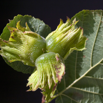 Noisetier 'Webb's Prize Cobb' - Corylus avellana 'Webb's Prize Cobb'