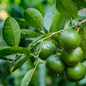 Citronnier Lime, Vert 'La Valette'