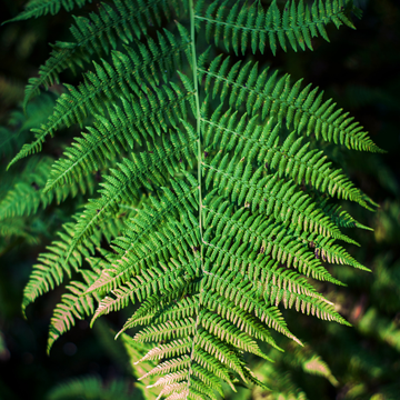 Aspidie du japon, Pattes d'ours - Polystichum polyblepharum