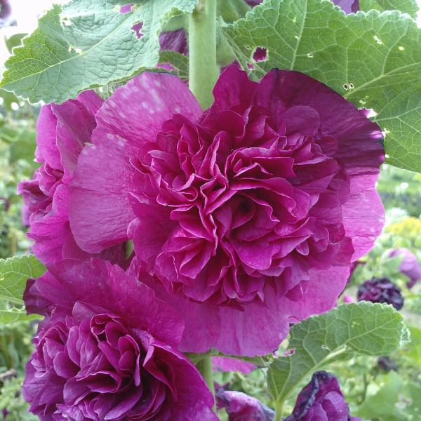 Rose trémière 'Pleniflora - violet ' - Alcea rosea 'Pleniflora -violet'