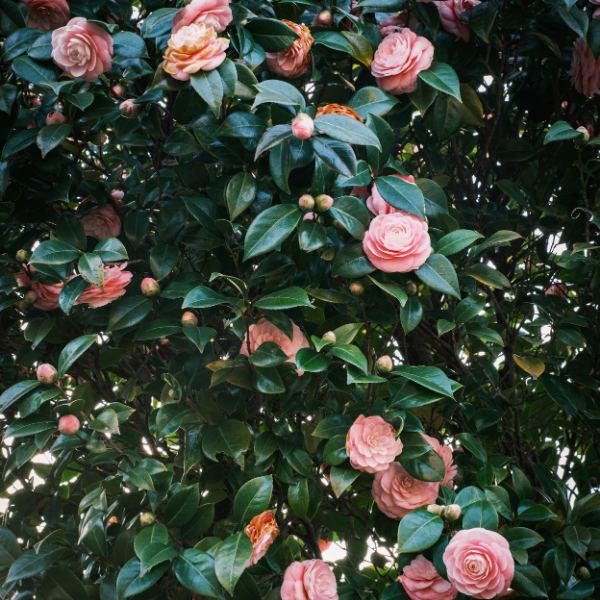Camélia du Japon 'Nuccio's Cameo'  - Camellia japonica 'Nuccio's Cameo'
