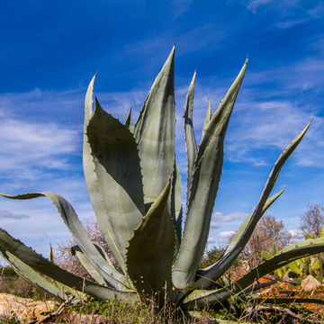 Agave Américain - Agave Américana
