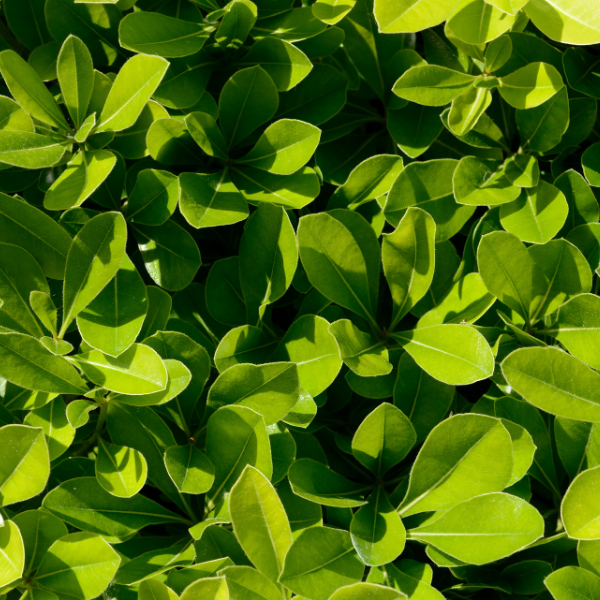Pittosporum à petites feuilles 'Abbotsbury gold' - Pittosporum tenuifolium 'Abbotsbury gold'