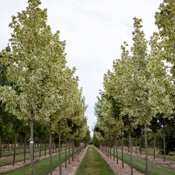 Érable plane 'Drummondii' - Acer platanoides 'Drummondii'