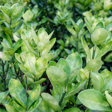 Fusain du Japon 'Microphyllus' - Euonymus Japonicus 'Microphyllus'