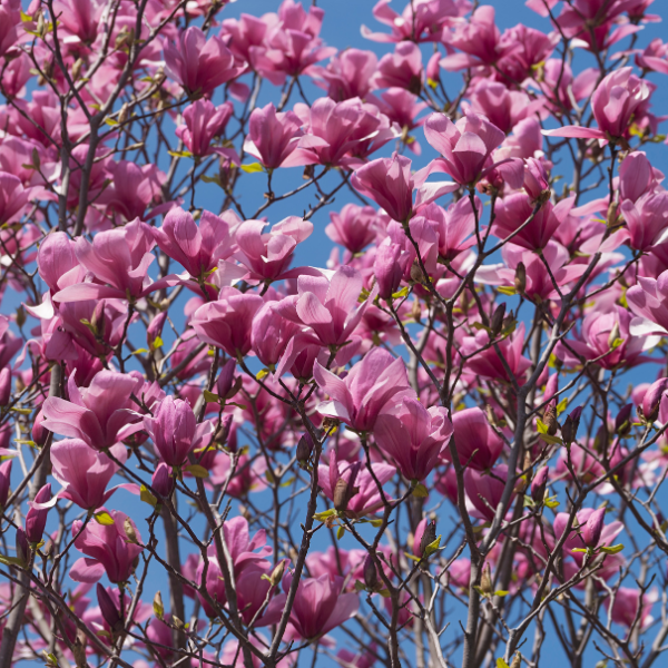 Magnolia 'Galaxy' -  Magnolia 'Galaxy'