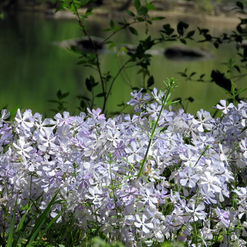 Phlox divaricata Clouds of Perfume