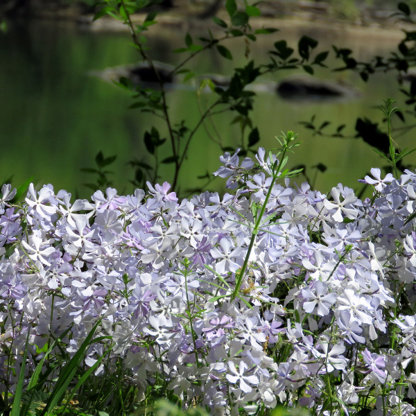 Phlox divaricata Clouds of Perfume